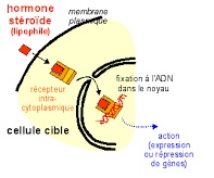 fonctionnement-hormone