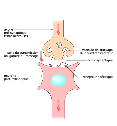 synapse
